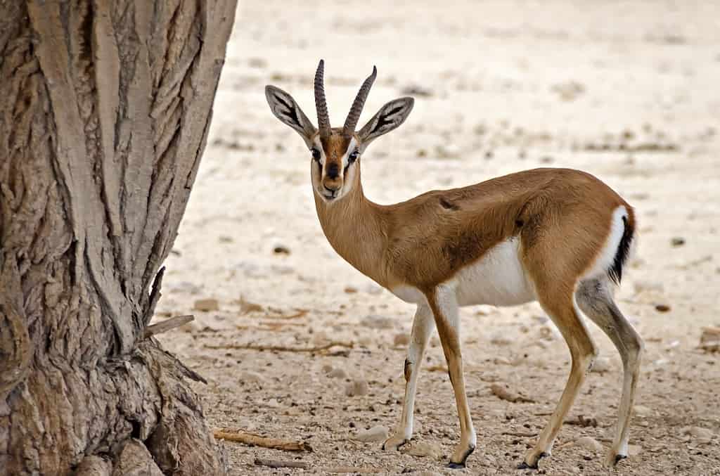 Dorcas gazelle (Gazella dorcas)