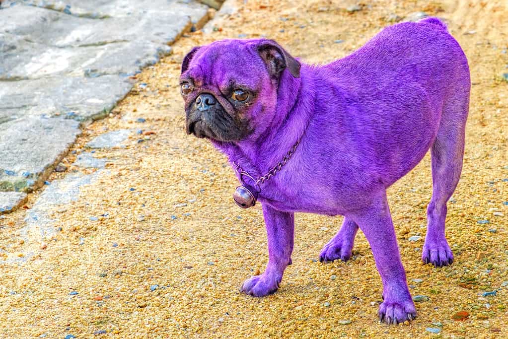 Glamorous purple pug looking at the camera