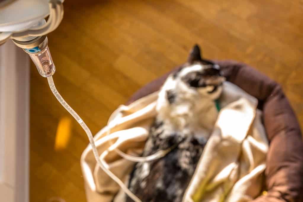 Intravenous drip cat