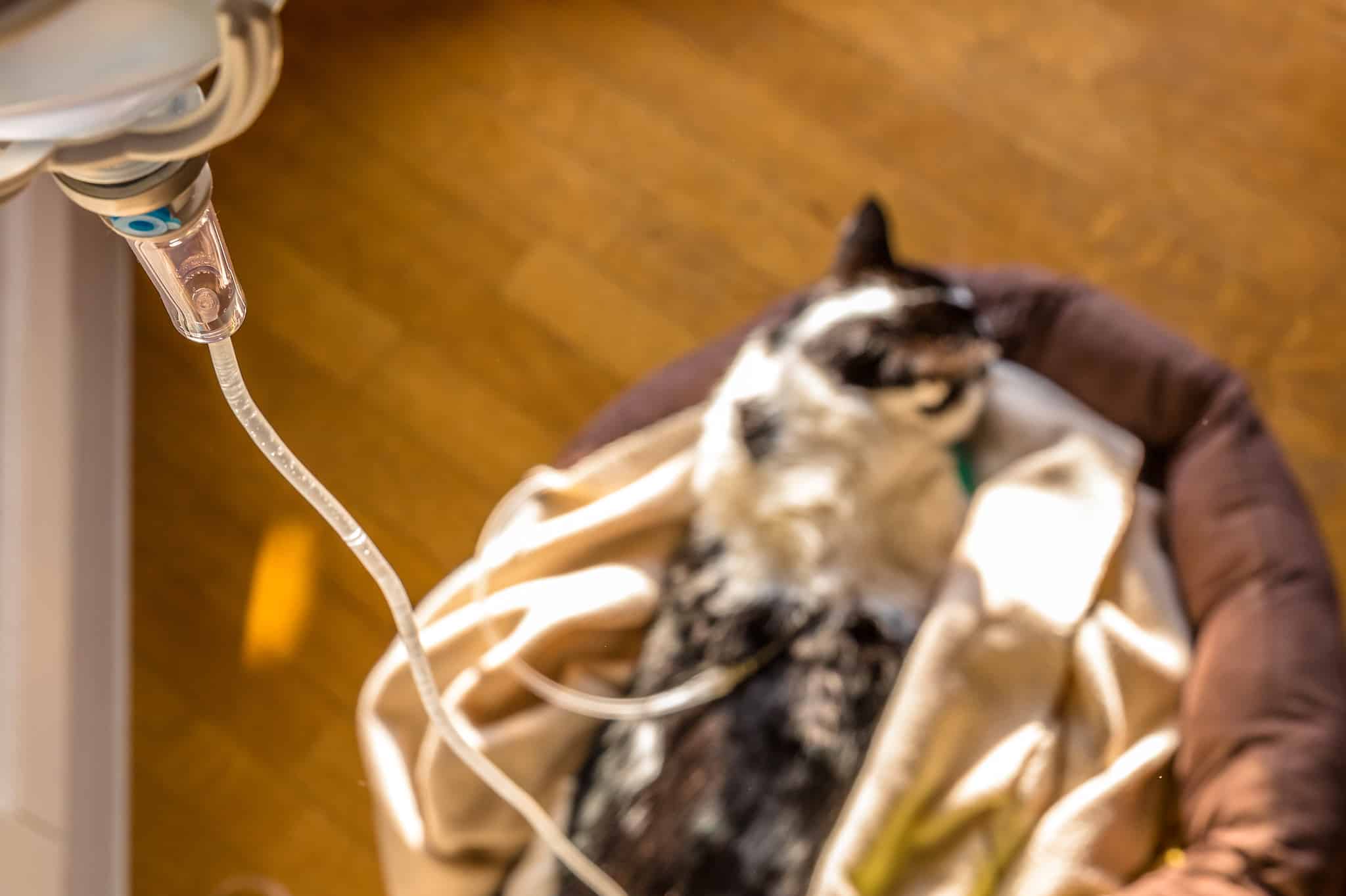 Kidney Disease Symptoms In Elderly Cats photo