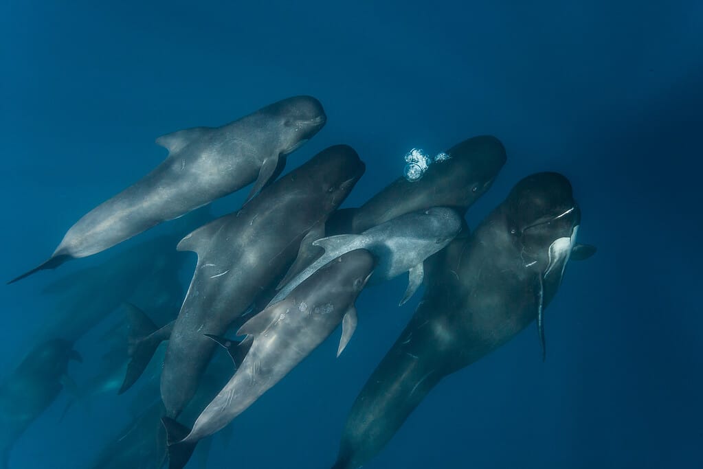 Long finned pilot whale pod with calf, Straits of Gibraltar