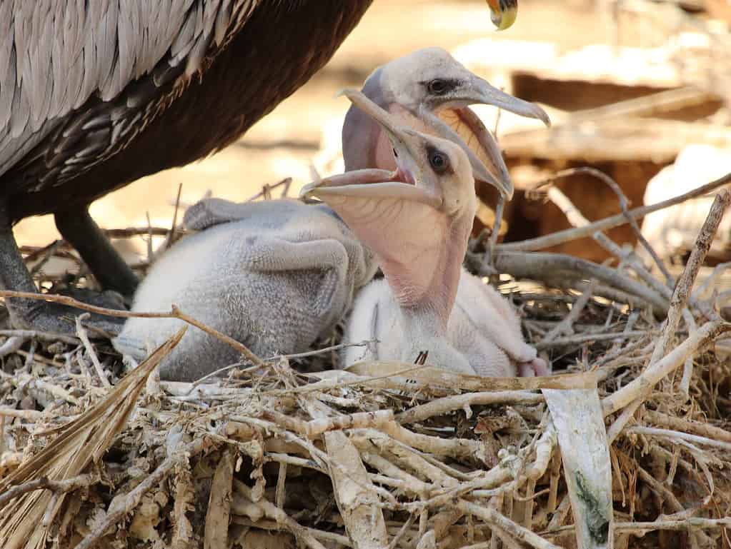 Hungry baby Brown Pelicans