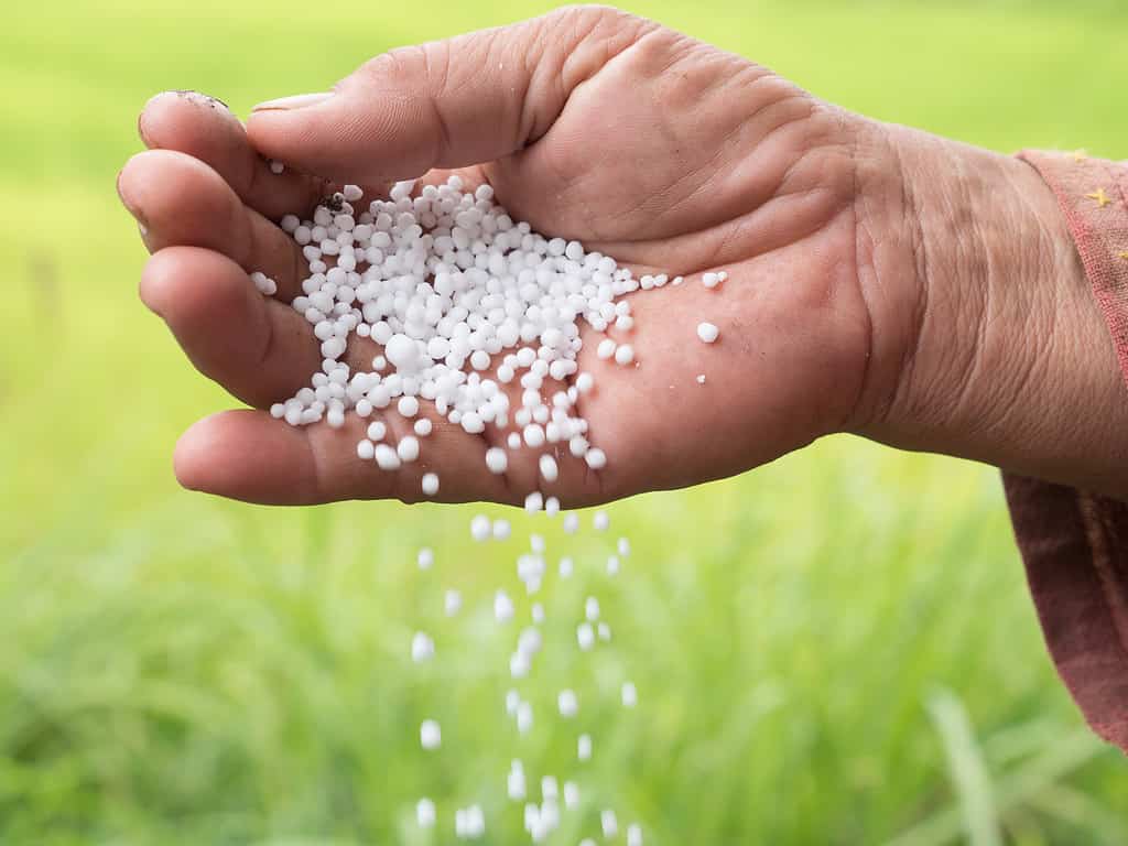Farmer hand hold plant chemical fertilizer