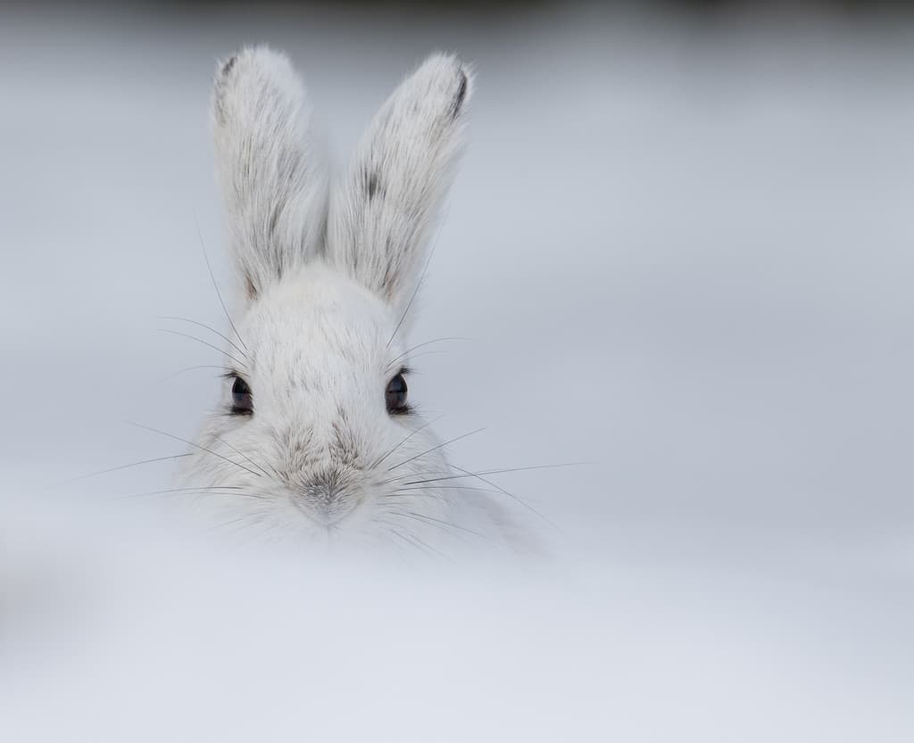Alaskan Hare Late Winter have coats that change color