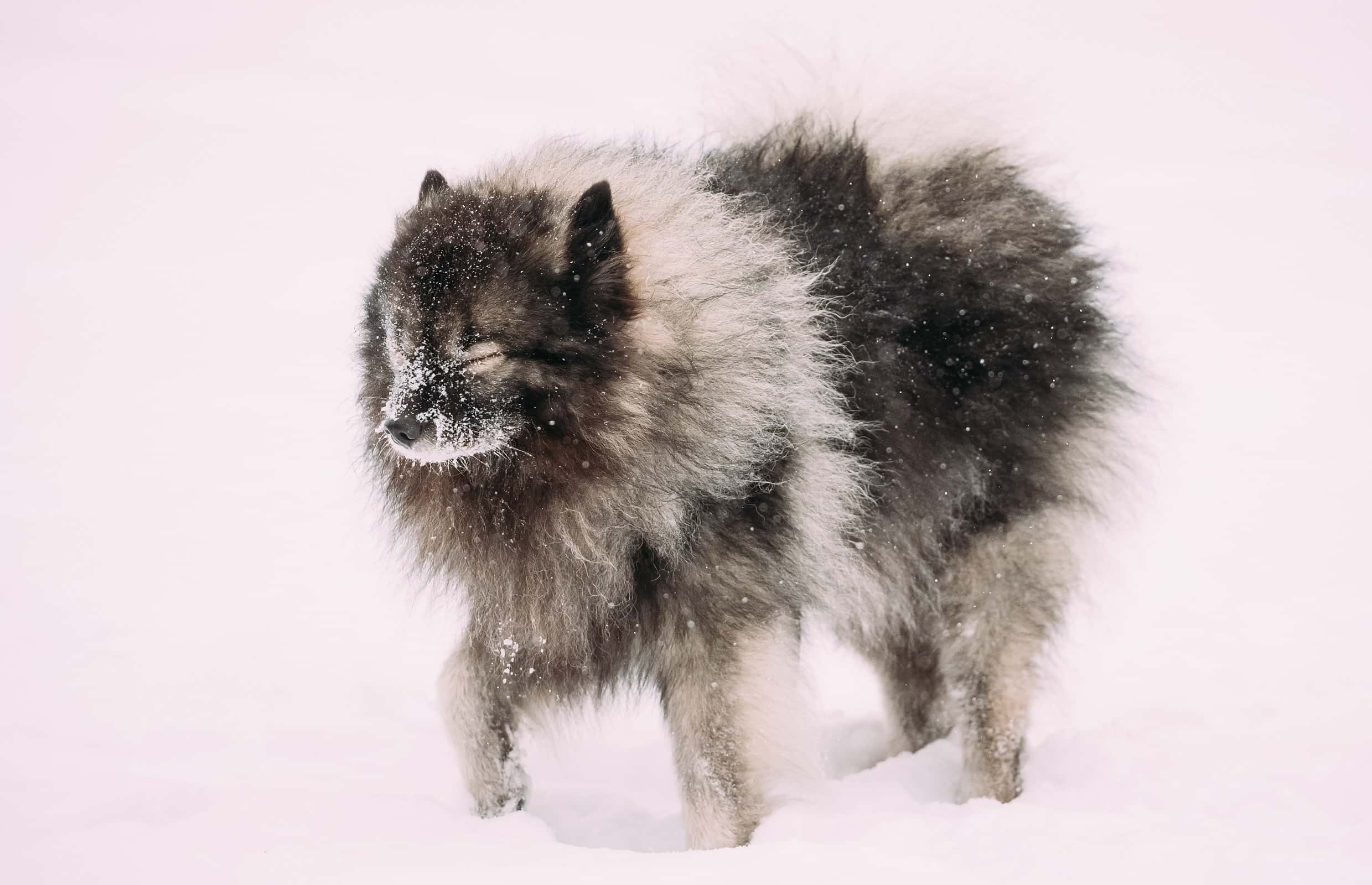 Keeshond Dog Play Outdoor In Snow. Winter Season. Dog Training Outdoors.