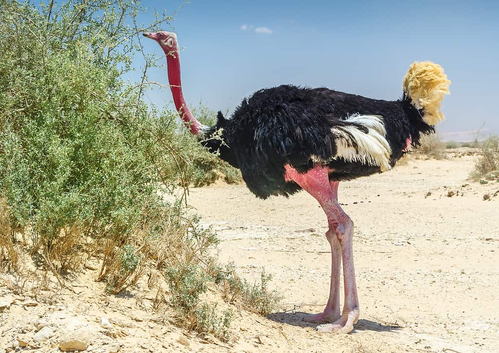Male of African ostrich (Struthio camelus)