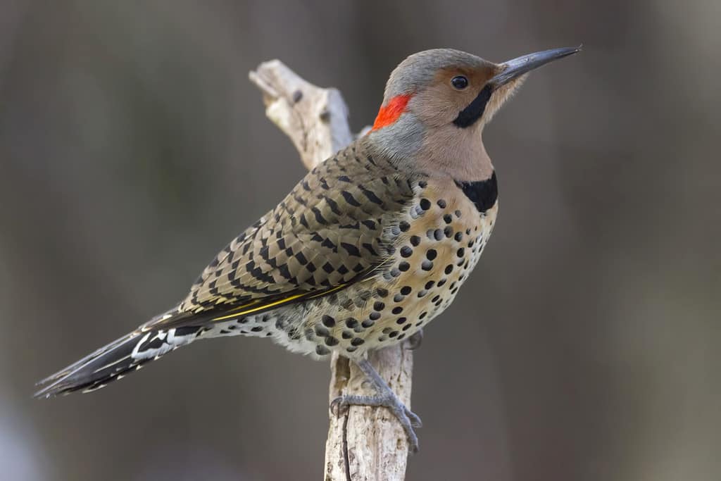 Northern flicker woodpecker on a branch
