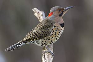 7 Woodpeckers in Missouri (Pictures, ID Guide, and Common Locations) Picture