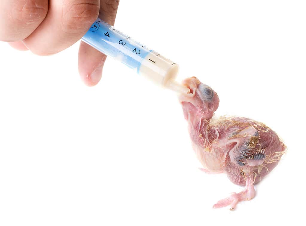 feeding a baby cockatiel