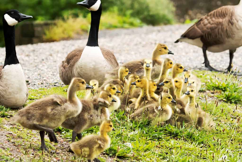 Family of Canadian Geese