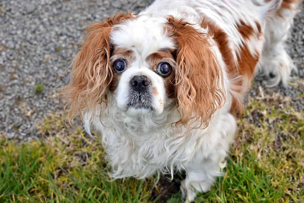 Cavalier King Charles Spaniel Dog