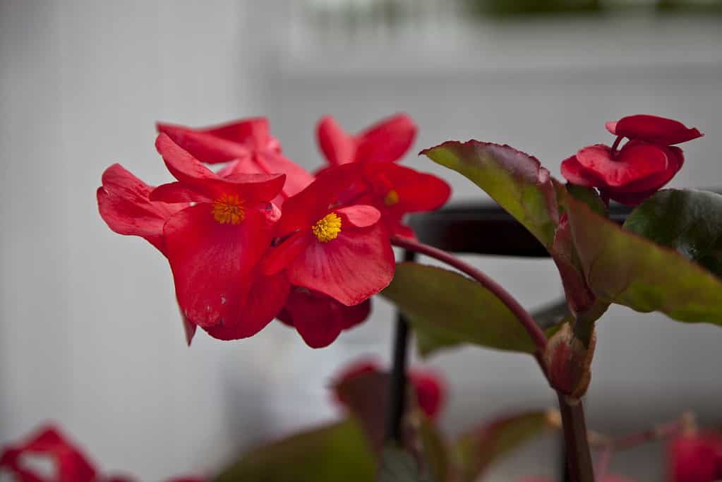 Spring Flowers are a thing of beauty when you grow cane begonias indoors. 