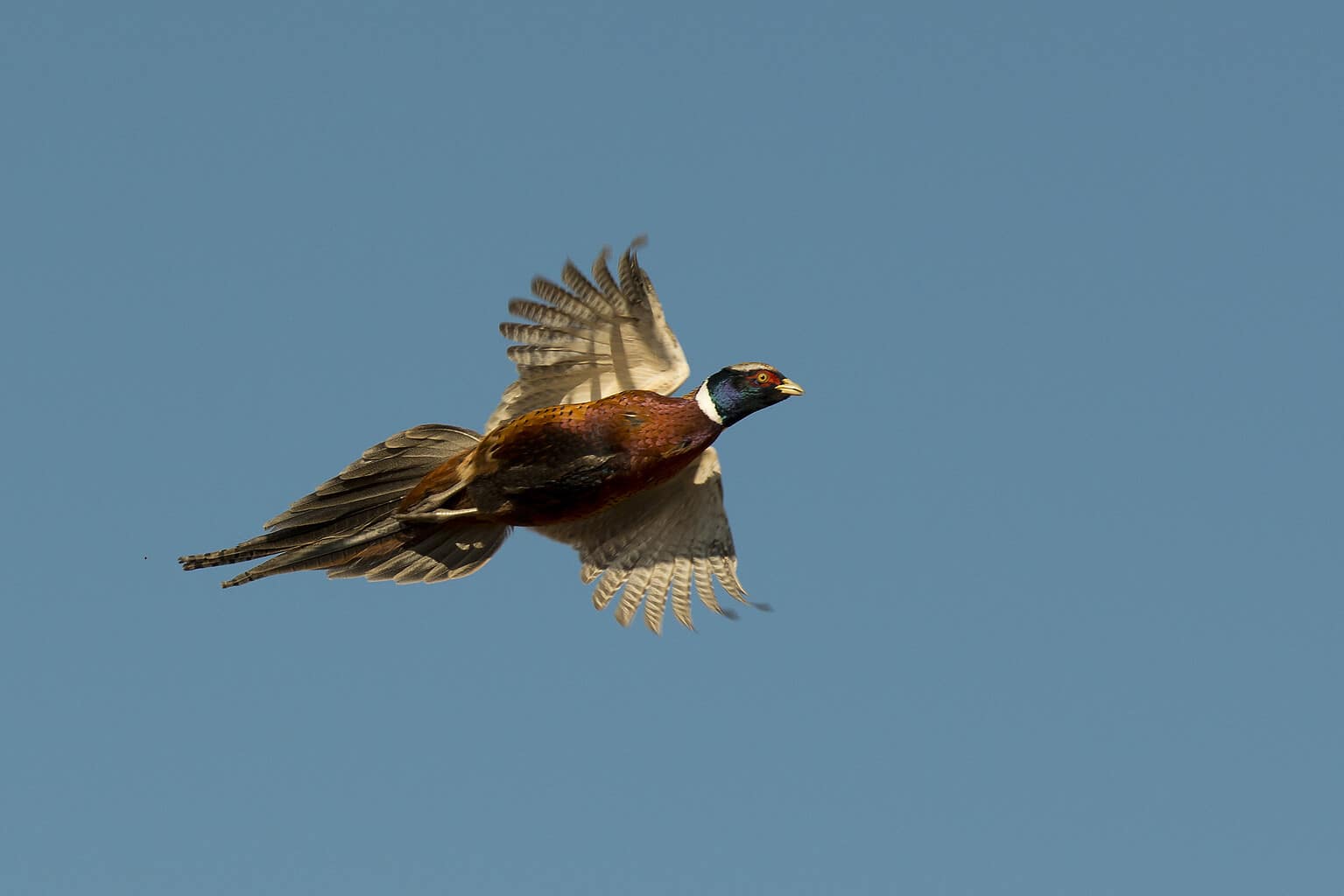 The 20 States With The Absolute Best Pheasant Hunting In 2024 A Z Animals   GettyImages 699975680 1536x1024 