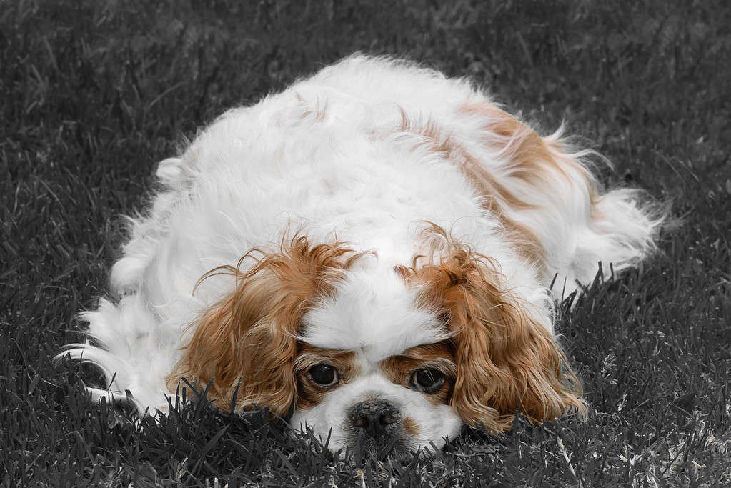 Cavalier King Charles Spaniel Dog