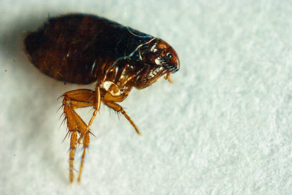Flea or Human Flea - Pulex irritans isolated on a white background