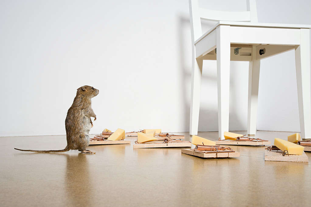 Rat and mousetraps