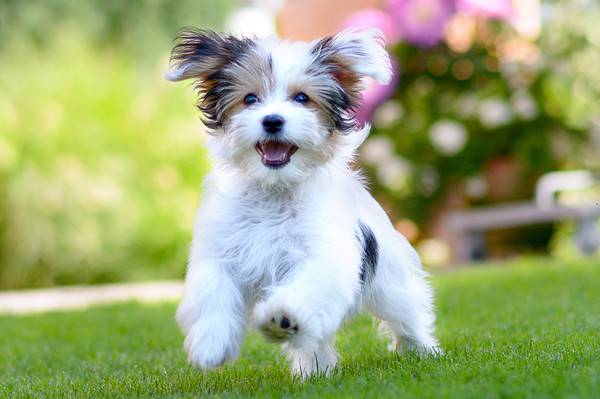 Havanese Progression: Growth, Milestones, and Training Tips