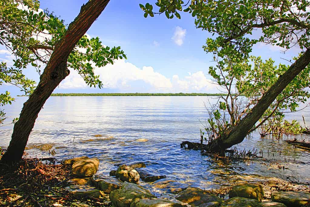 The swampland and Manatee River at the DeSoto National Memorial Park in Bradenton FL, USA