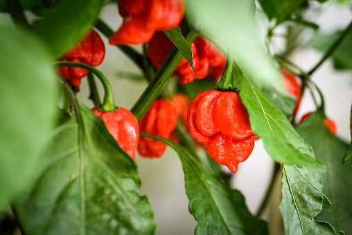 Red hot chilli pepper Trinidad scorpion on a plant.
