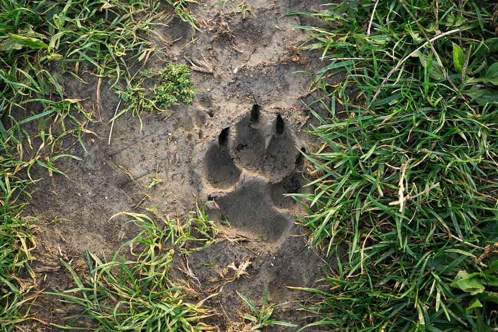 Dog's footprint in the mud.