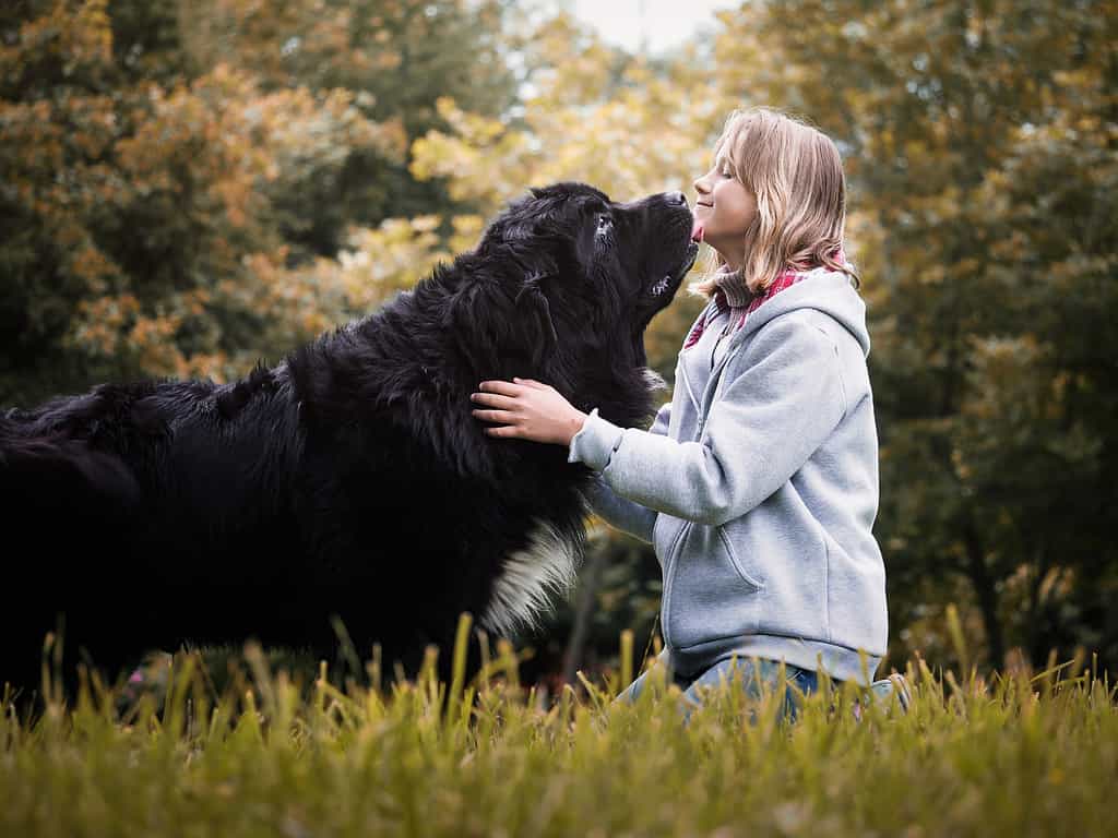 Young girl with huge dog breed Newfoundland
