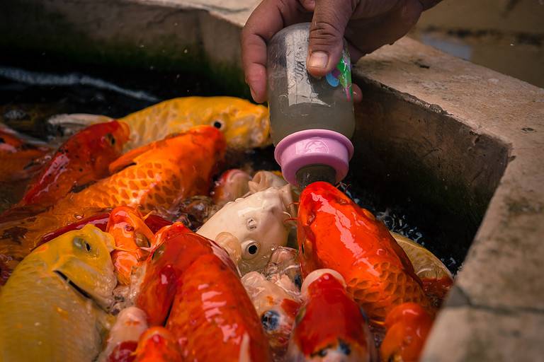 Fancy carp eating food with baby bottle