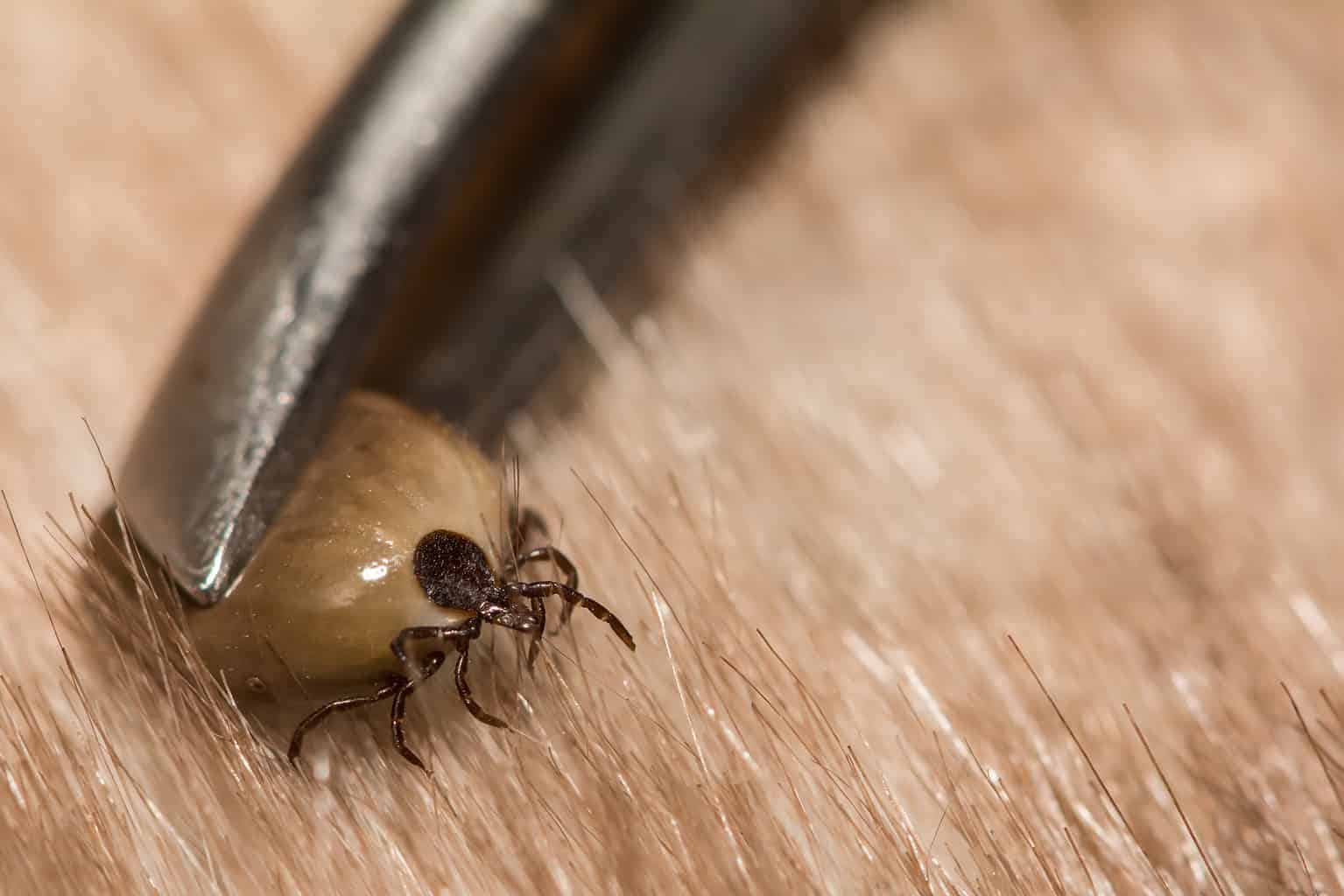 How to Spot Type of Ticks AZ Animals