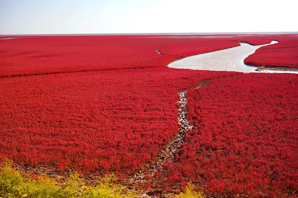 The Red beach is located in Panjin city, Liaoning, China.