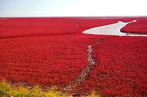 Why Is the Red Beach in China So Red? Picture