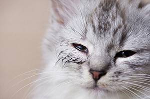 Corneal Ulcer in Cats: Symptoms and Treatment Picture