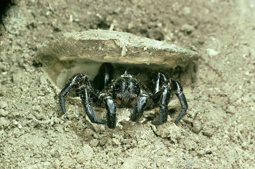 trapdoor spider: ummidia nidicolens  jamaica