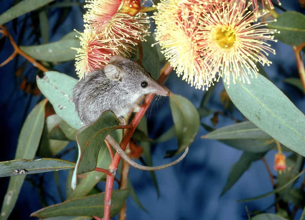 honey possum tarsipes spenserae (=rostratus) on coral gum