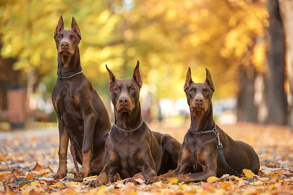 Doberman pinschers come in several beautiful colors: black, blue, red, or fawn.