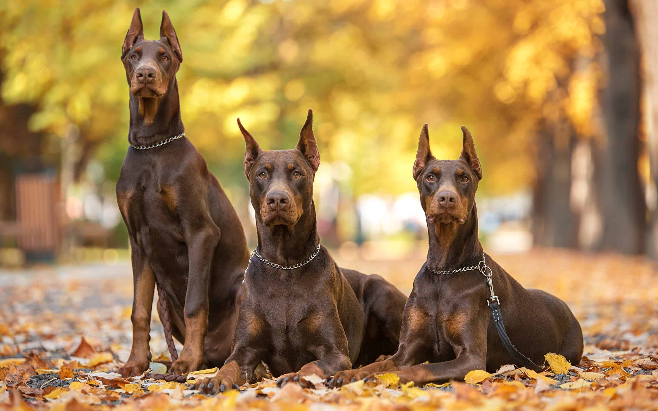 Three Doberman Pincher relaxing in the park
