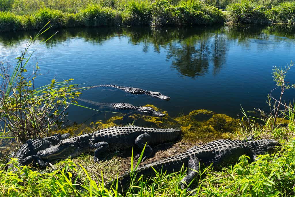 USA, Florida, Herd of crocodiles enjoying the sun in everglades national park