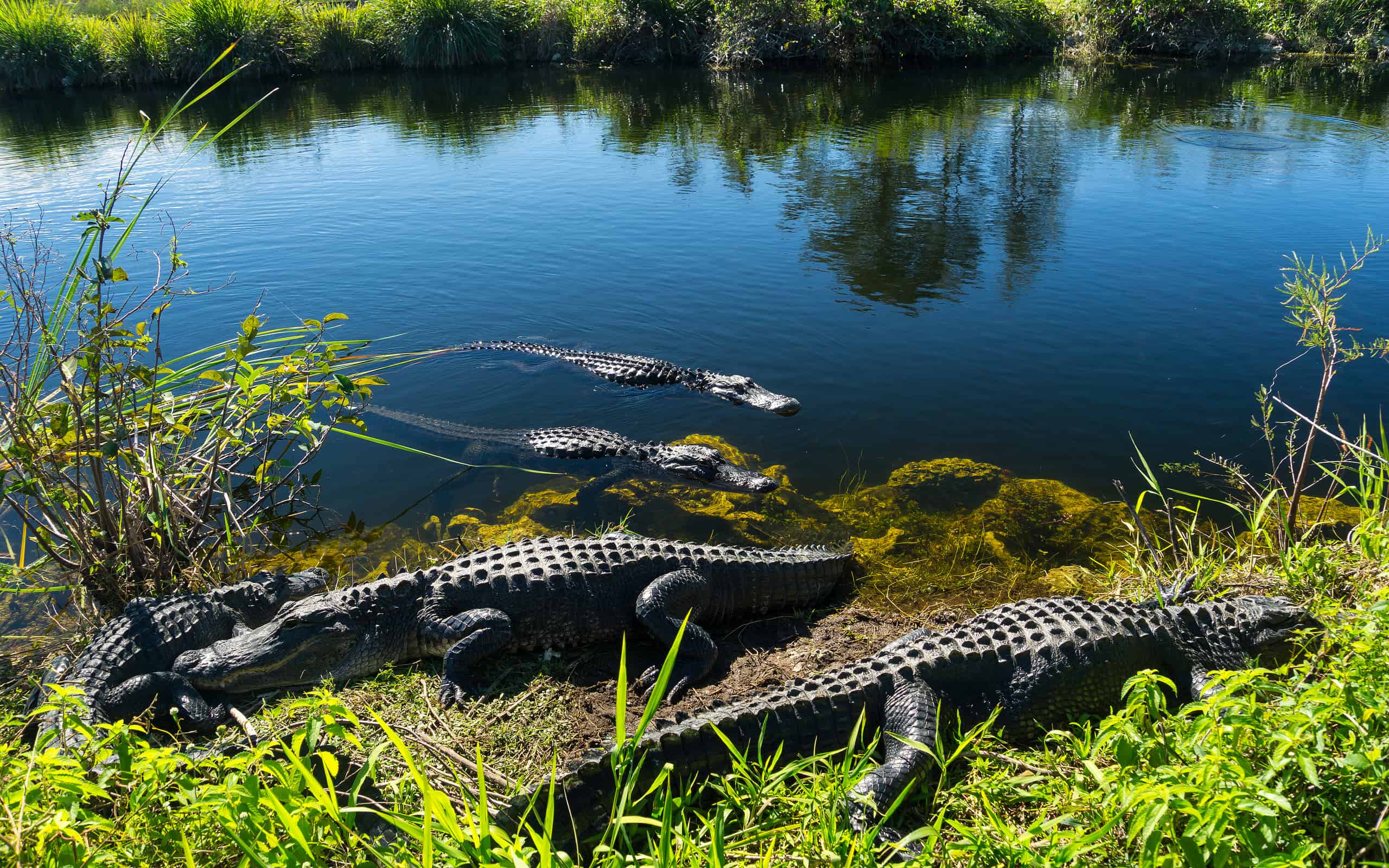 USA, Florida, Herd of crocodiles enjoying the sun in everglades national park