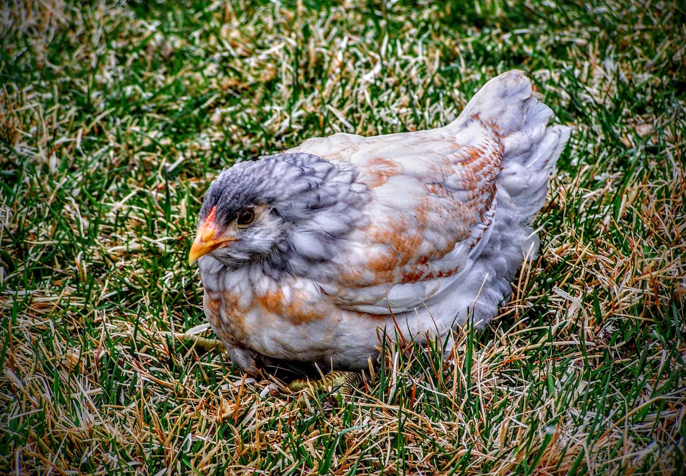 Young Single White, Grey and Brown chicken hen on grass lawn close up in South Jordan Utah USA