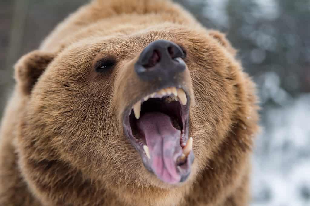 Closeup brown bear roaring in winter forest