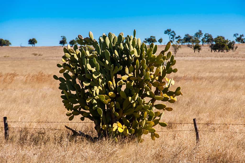 The word cactus in Australia is slang for defeated, beat down, or finished. 