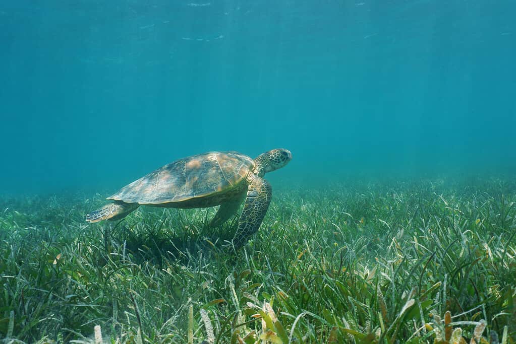 Underwater green sea turtle over grassy seabed