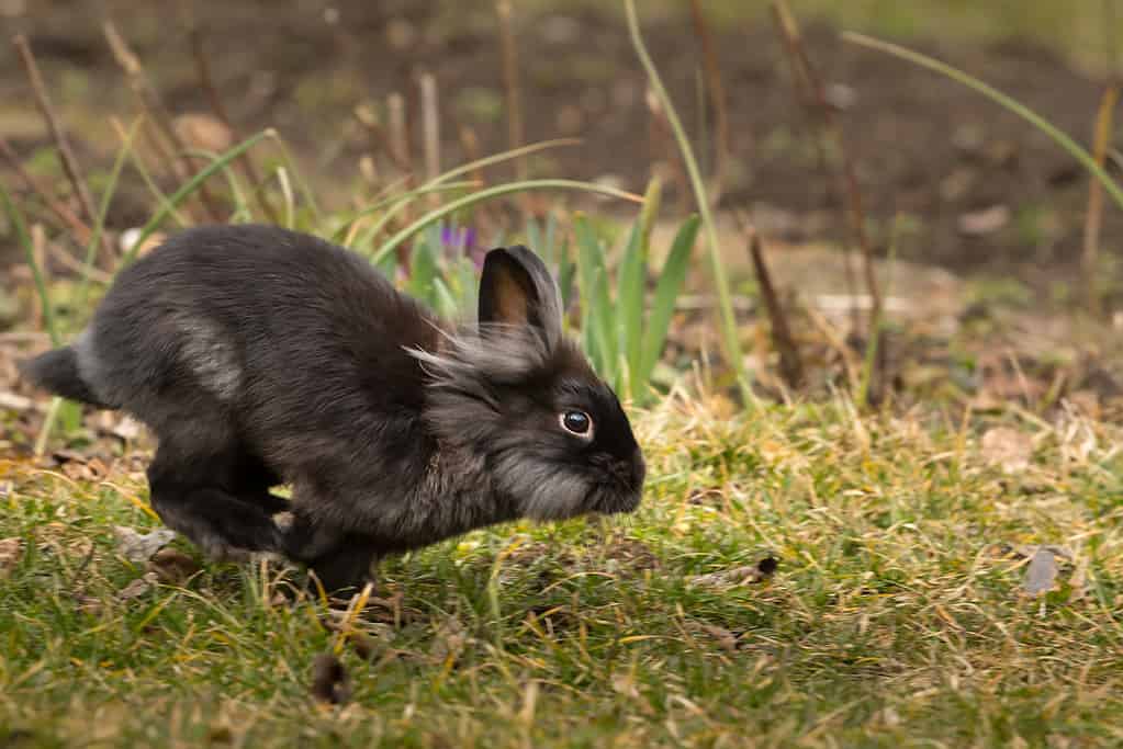 Rabbit - Animal, Black Color, Running, Baby Rabbit, Jumping