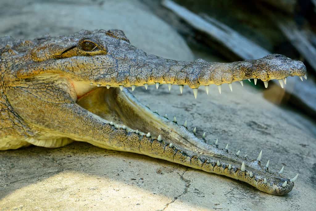 Head of freshwater crocodile (Crocodylus johnsoni)