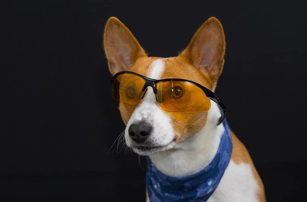 Portrait of stylish basenji dog wearing blue kerchief and looking through yellow glasses