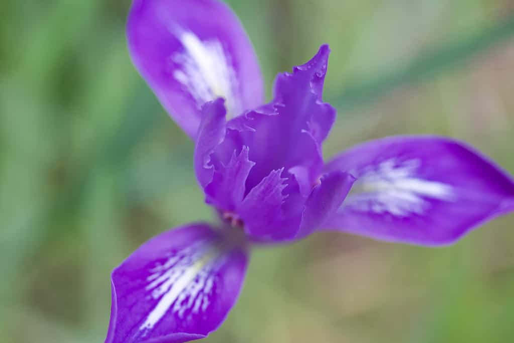 Wild mountain iris douglas.