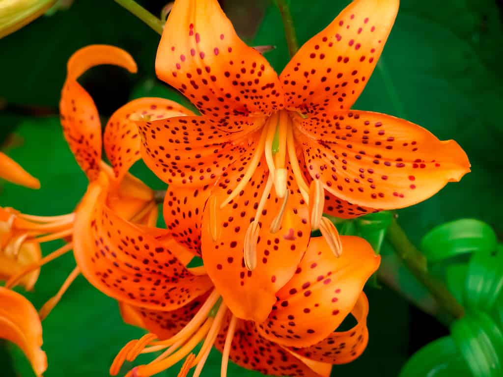 Orange tiger lily (orange-spotted lily)