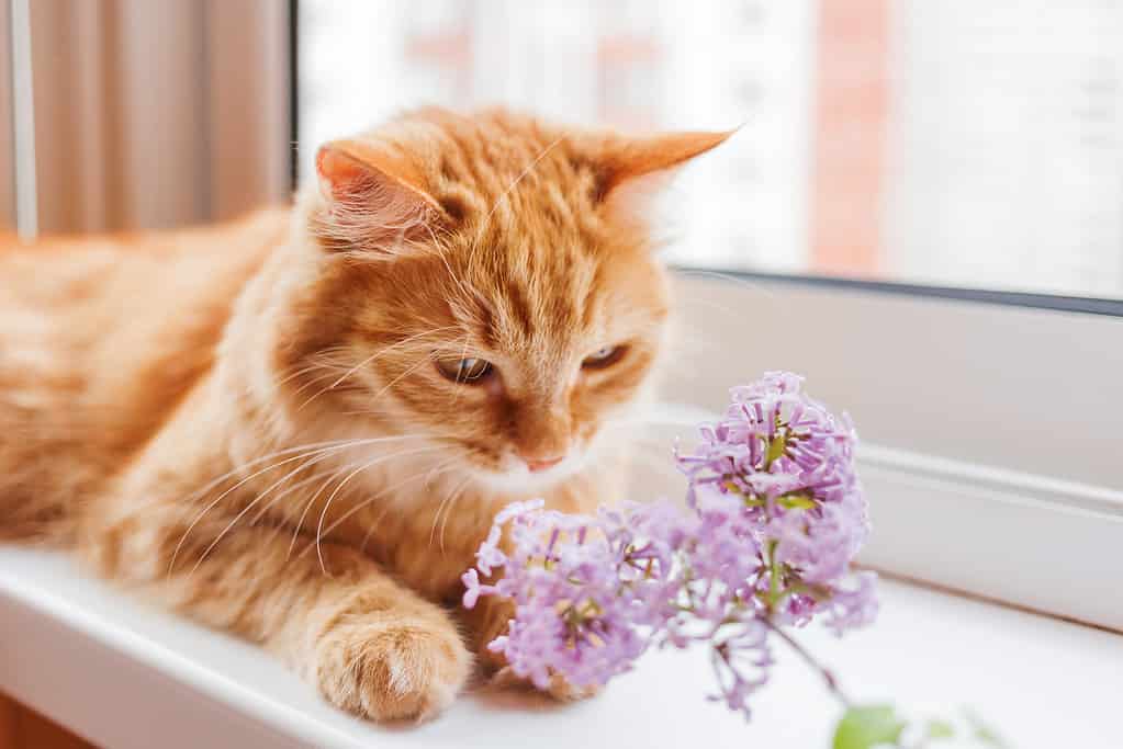Cute ginger cat smelling a bouquet of lilac flowers. Fluffy pet frowning with pleasure. Cozy spring morning at home.