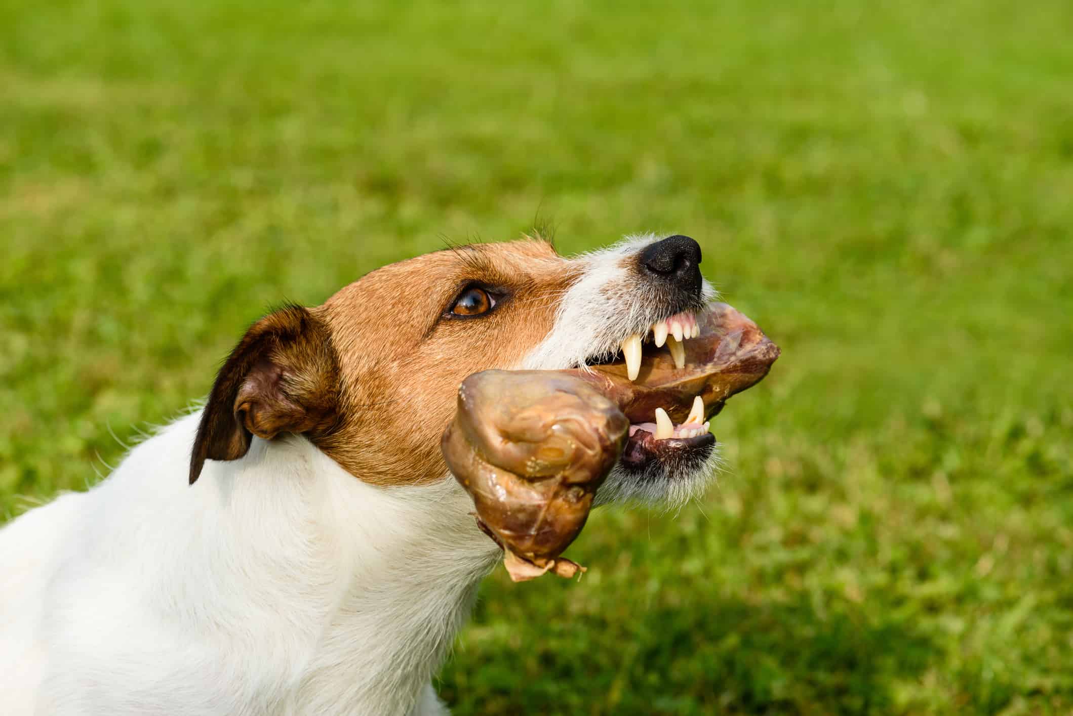 Snarling dog shows teeth and fangs defending its bone