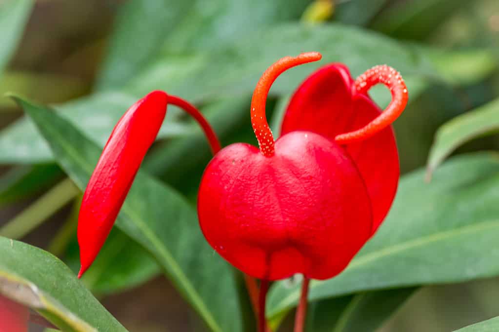 Flamingo Flower or Anthurium scherzerianum red blossom close-up at greenhouse with selective focus and shallow depth of field