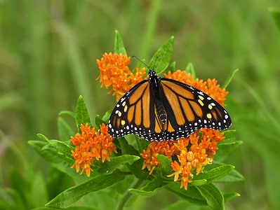A Are Butterflies Pollinators and Just How Valuable Are They To Nature?