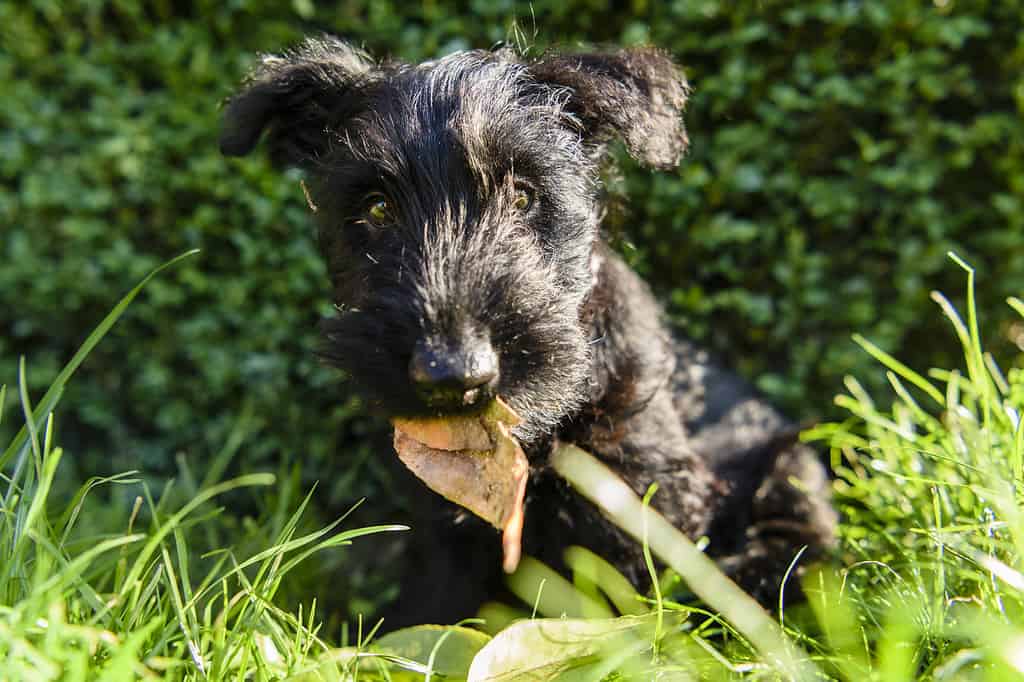 Female Scottish terrier puppy in a domestic garden chewing a leaf